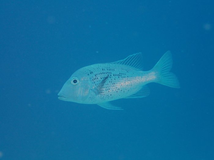 Poissons osseux