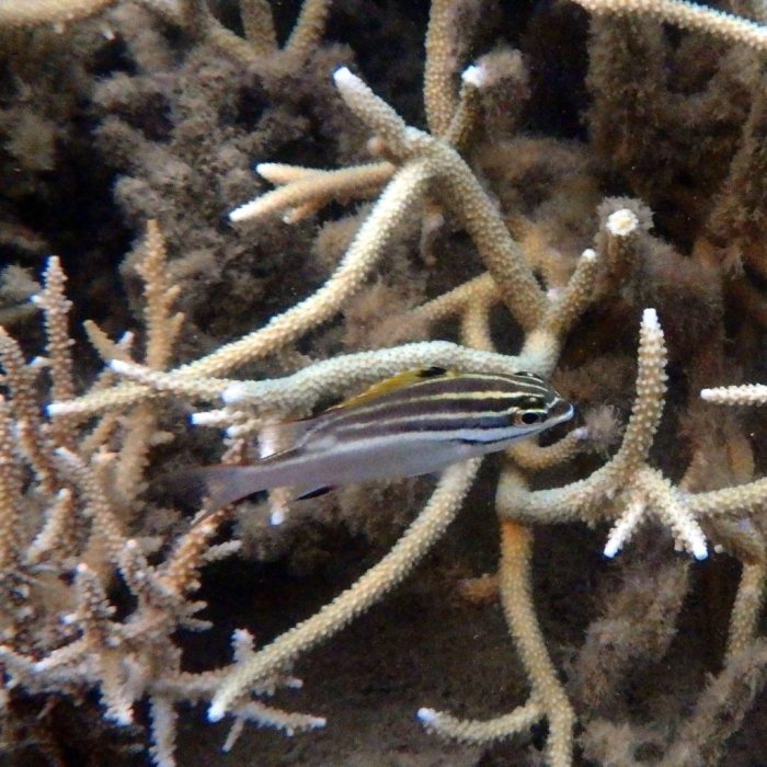 Scolopsis bilineata