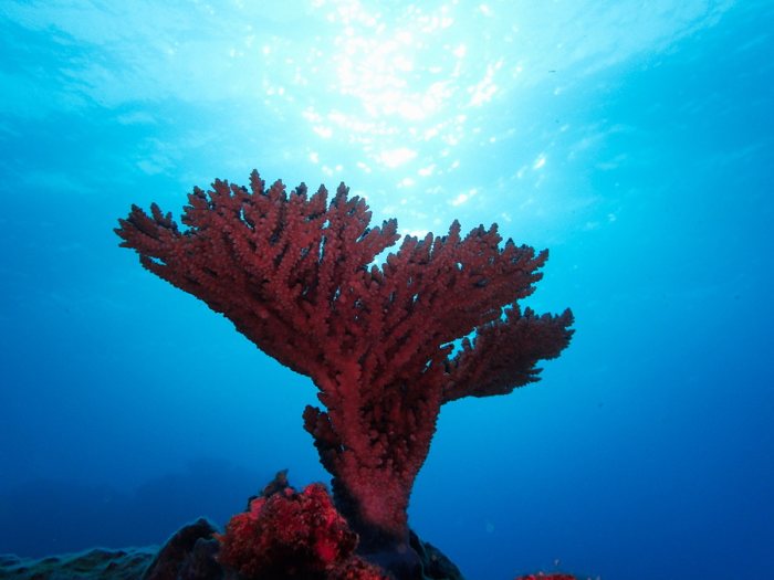 Corail dur