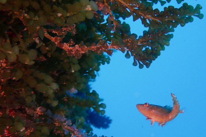 Poissons osseux