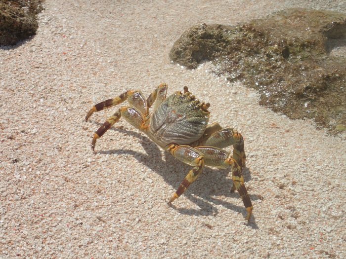 Crabe