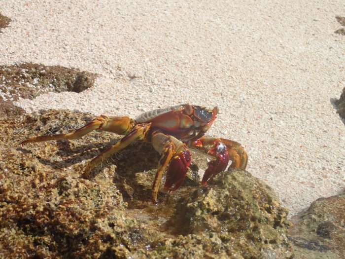 Crabe