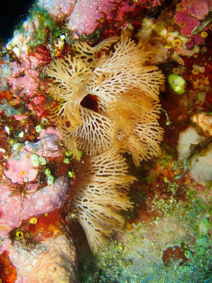Reteporellina sp.