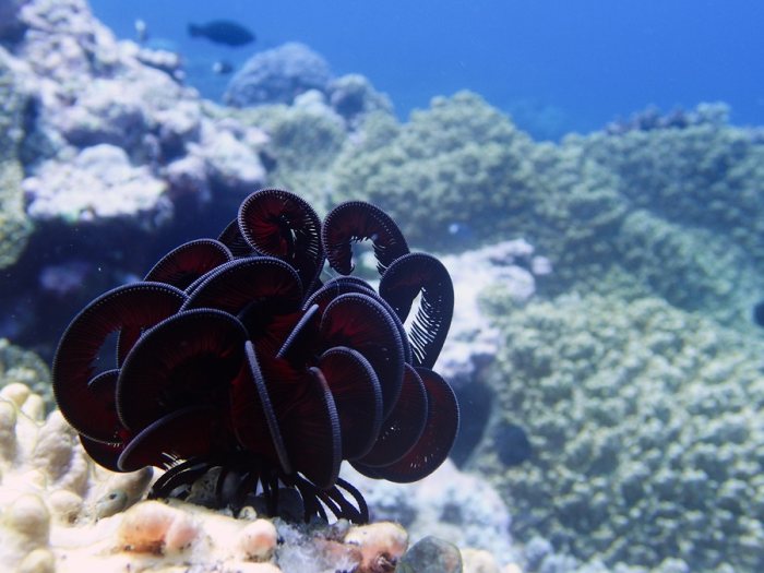Crinoïde