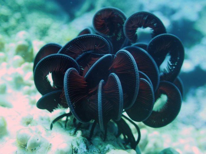 Crinoïde