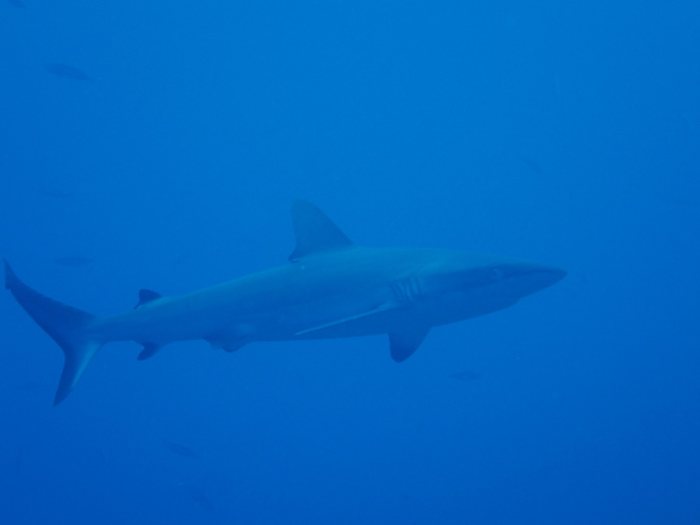 Requin gris de récif