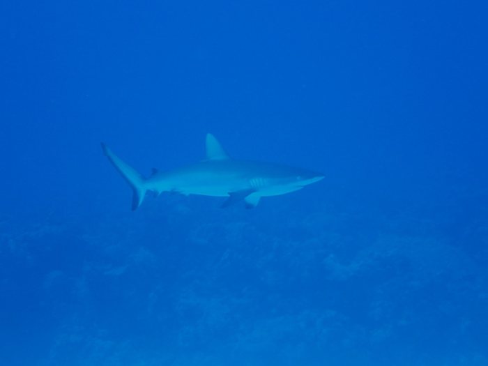 Requin gris de récif