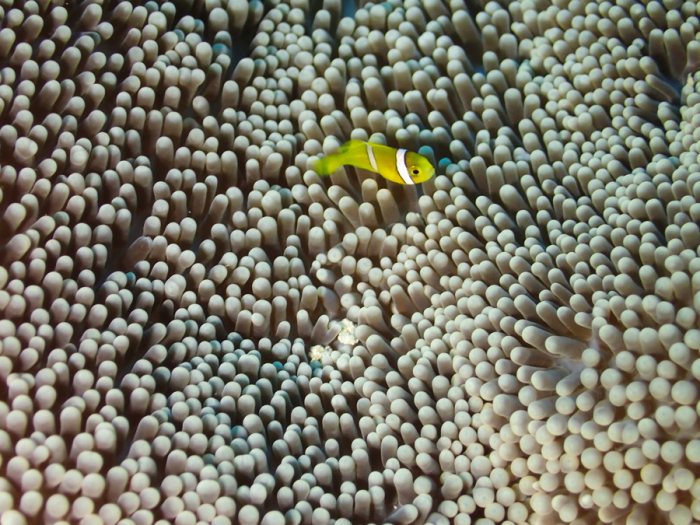Amphiprion clarkii
