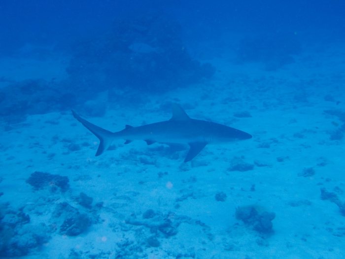 Requin gris de récif
