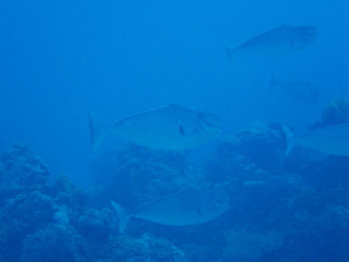 Poissons osseux