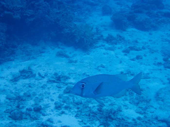 Poissons osseux