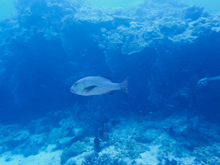 Poissons osseux