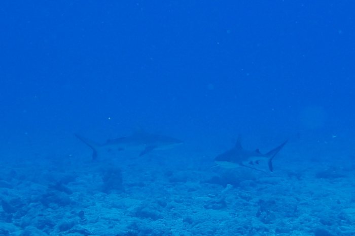 Requin gris de récif