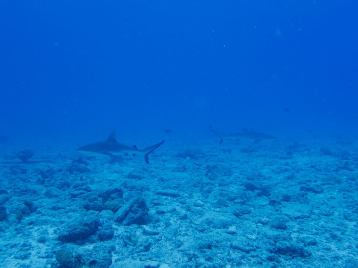 Requin gris de récif