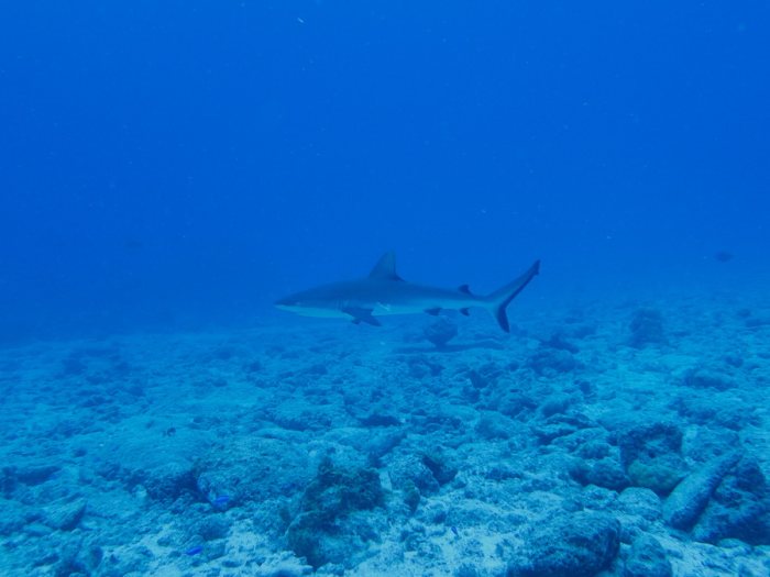 Requin gris de récif