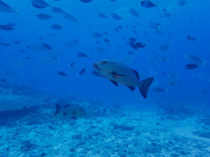 Poissons osseux
