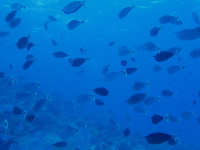 Poissons osseux