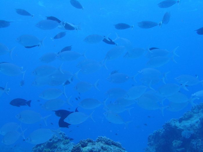 Poissons osseux
