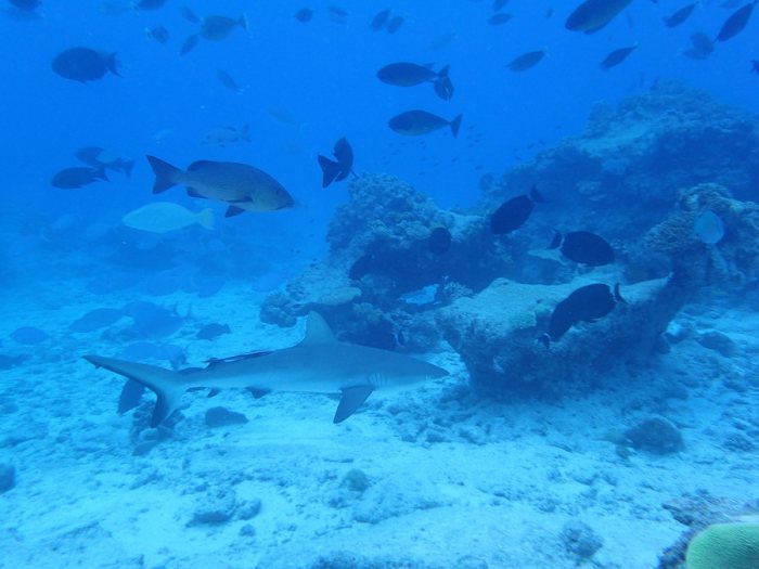 Requin gris de récif