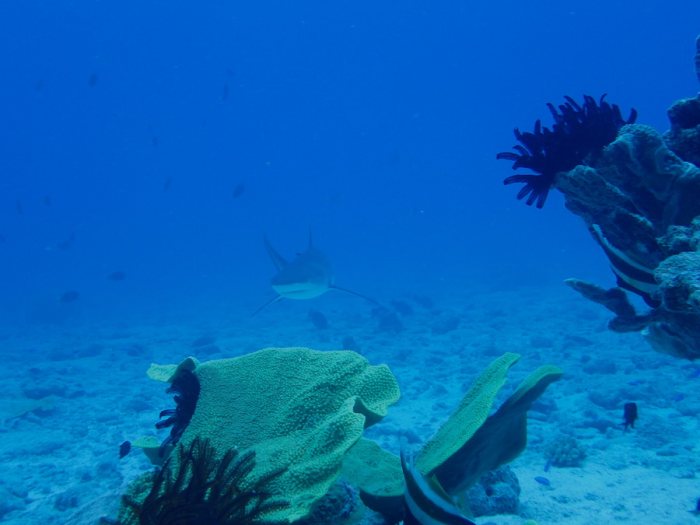 Requin gris de récif