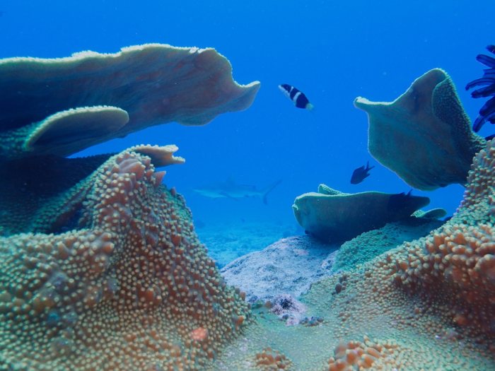 Requin gris de récif