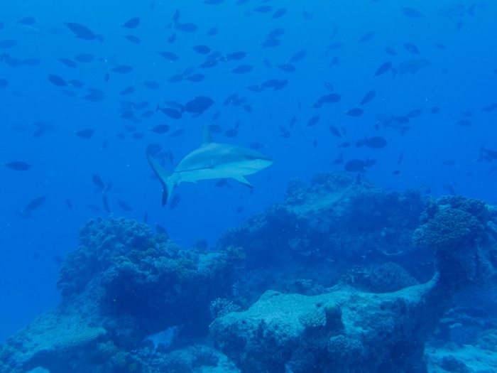 Requin gris de récif
