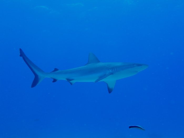 Requin gris de récif