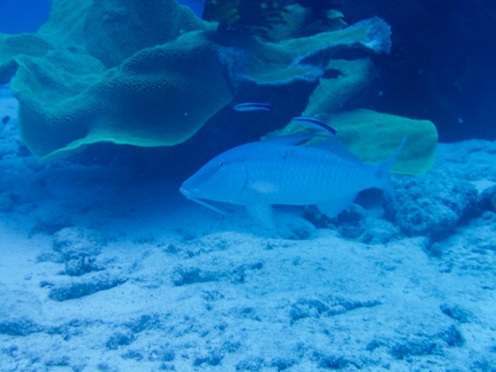 Poissons osseux