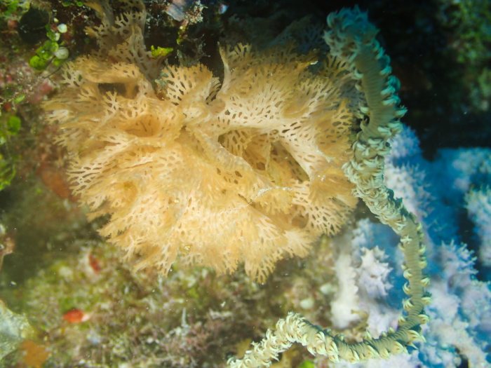 Reteporellina sp.