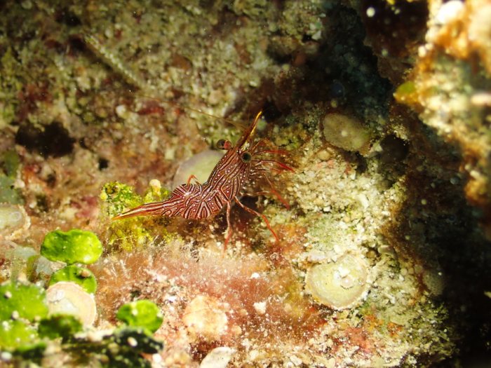 Crevette