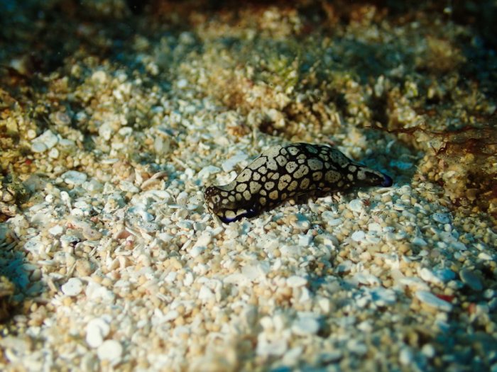 Philinopsis reticulata
