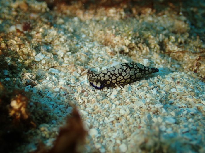 Philinopsis reticulata