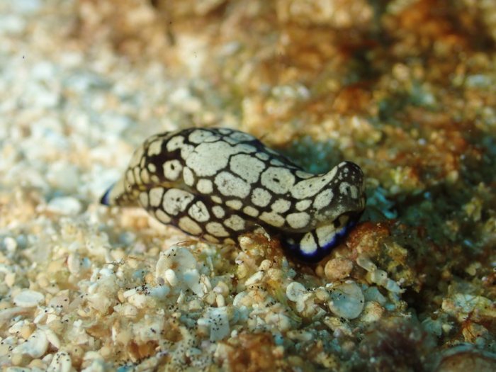 Philinopsis reticulata