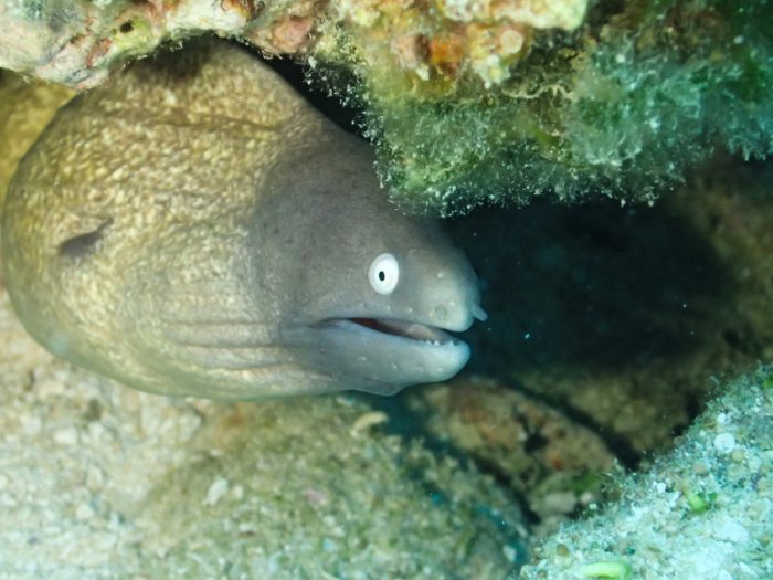 Gymnothorax thyrsoideus