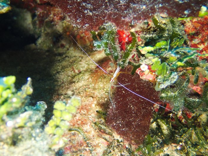 Crevette