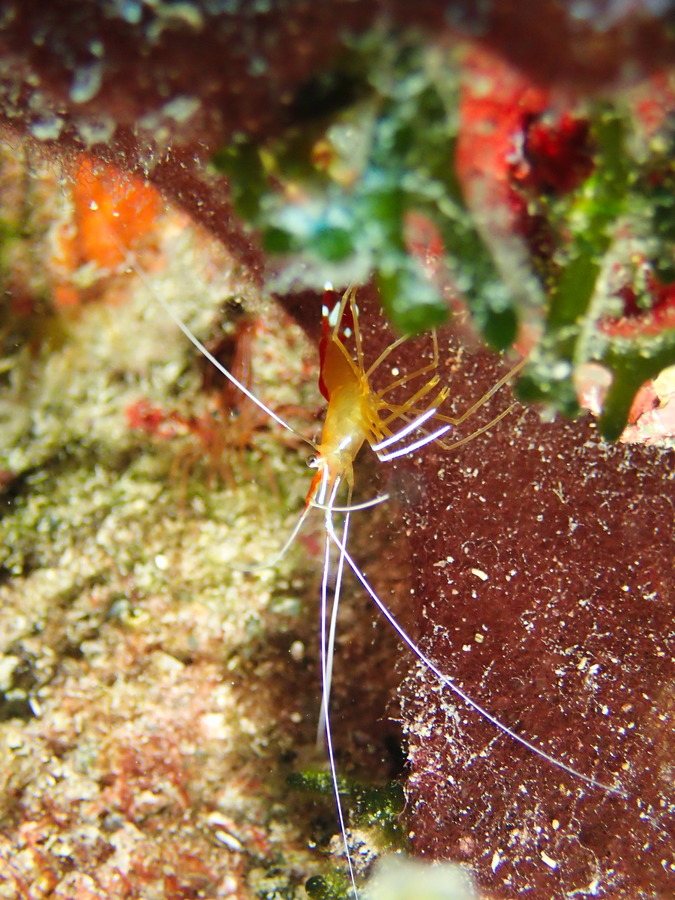 Crevette