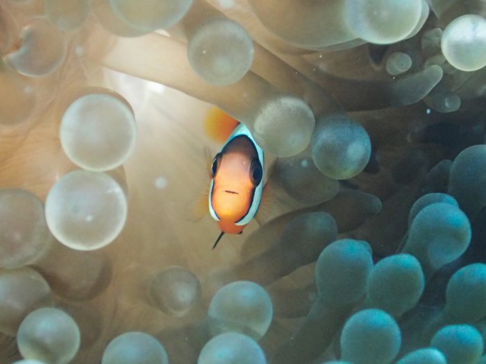 Amphiprion clarkii