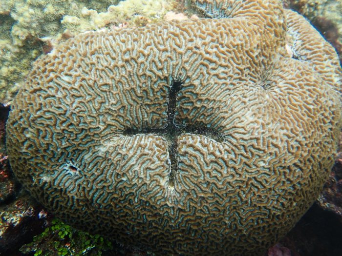 Corail dur