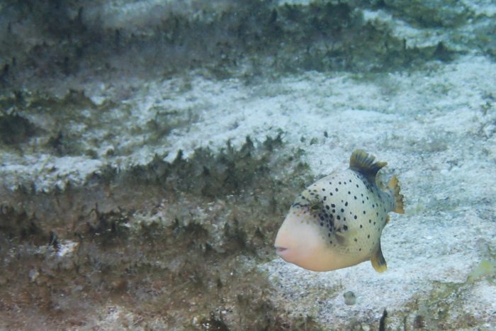 Poissons osseux