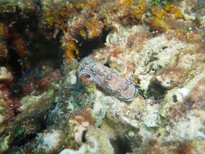 Glossodoris hikuerensis