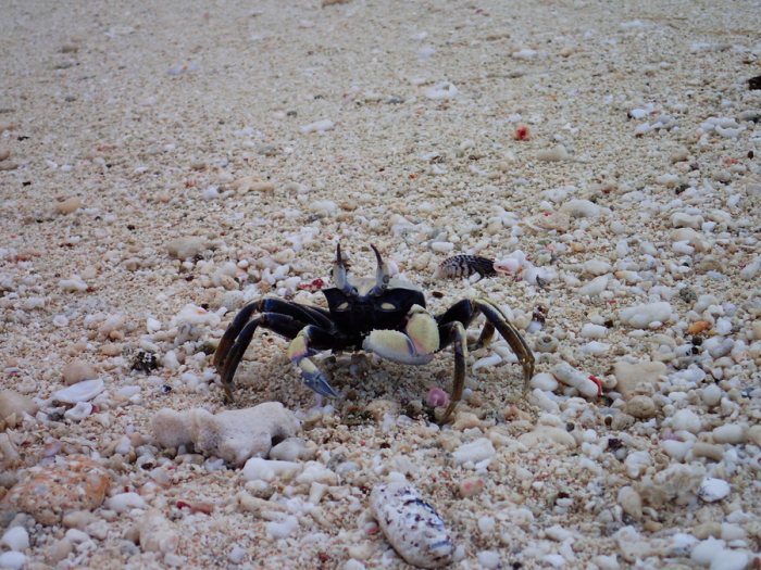 Crabe