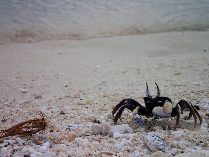Crabe