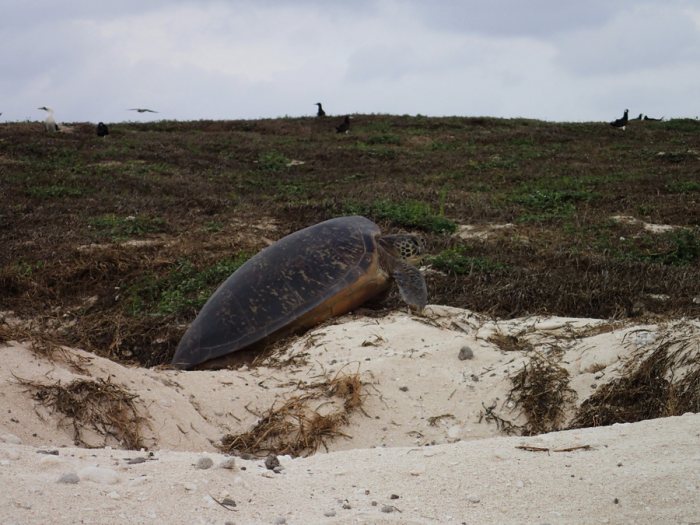 Caretta caretta (tortue grosse tête)