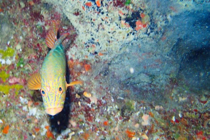 Poissons osseux