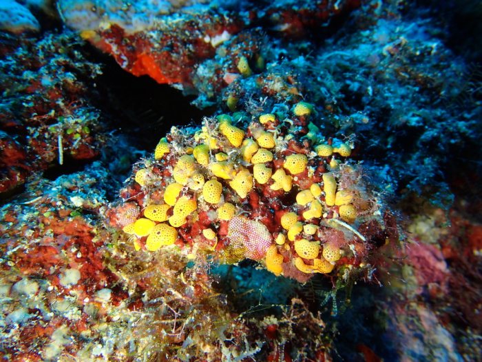 Didemnum sp.