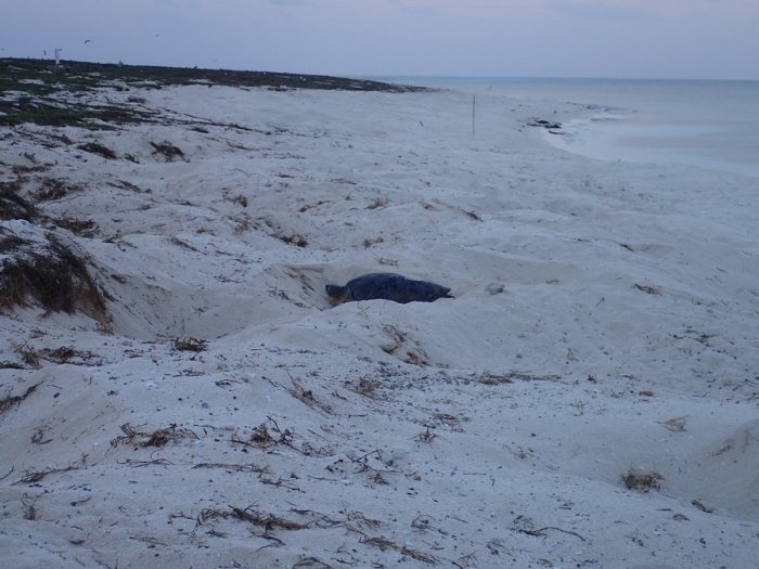 Caretta caretta (tortue grosse tête)