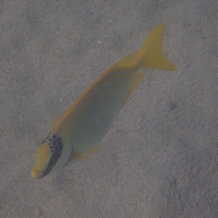 Siganus puellus