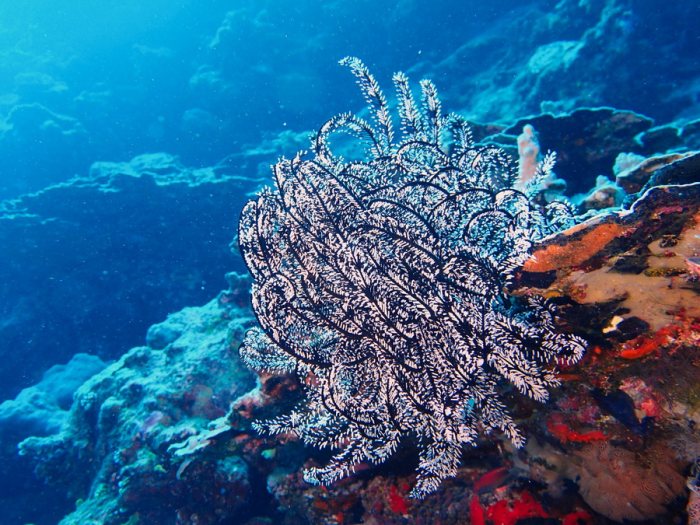 Crinoïde
