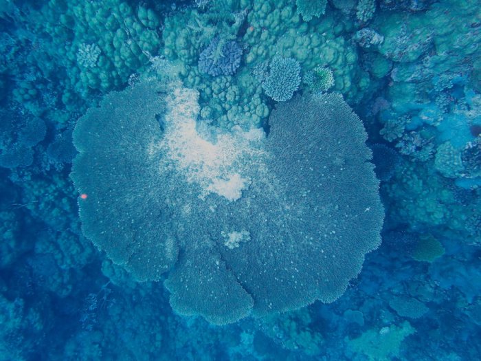 Corail dur