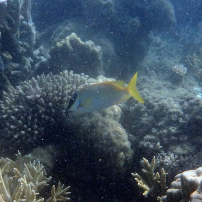 Siganus puellus